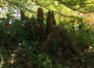 Kulede olan Yeni Cami