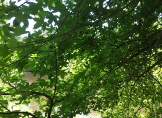 İskender Paşa Mektebi